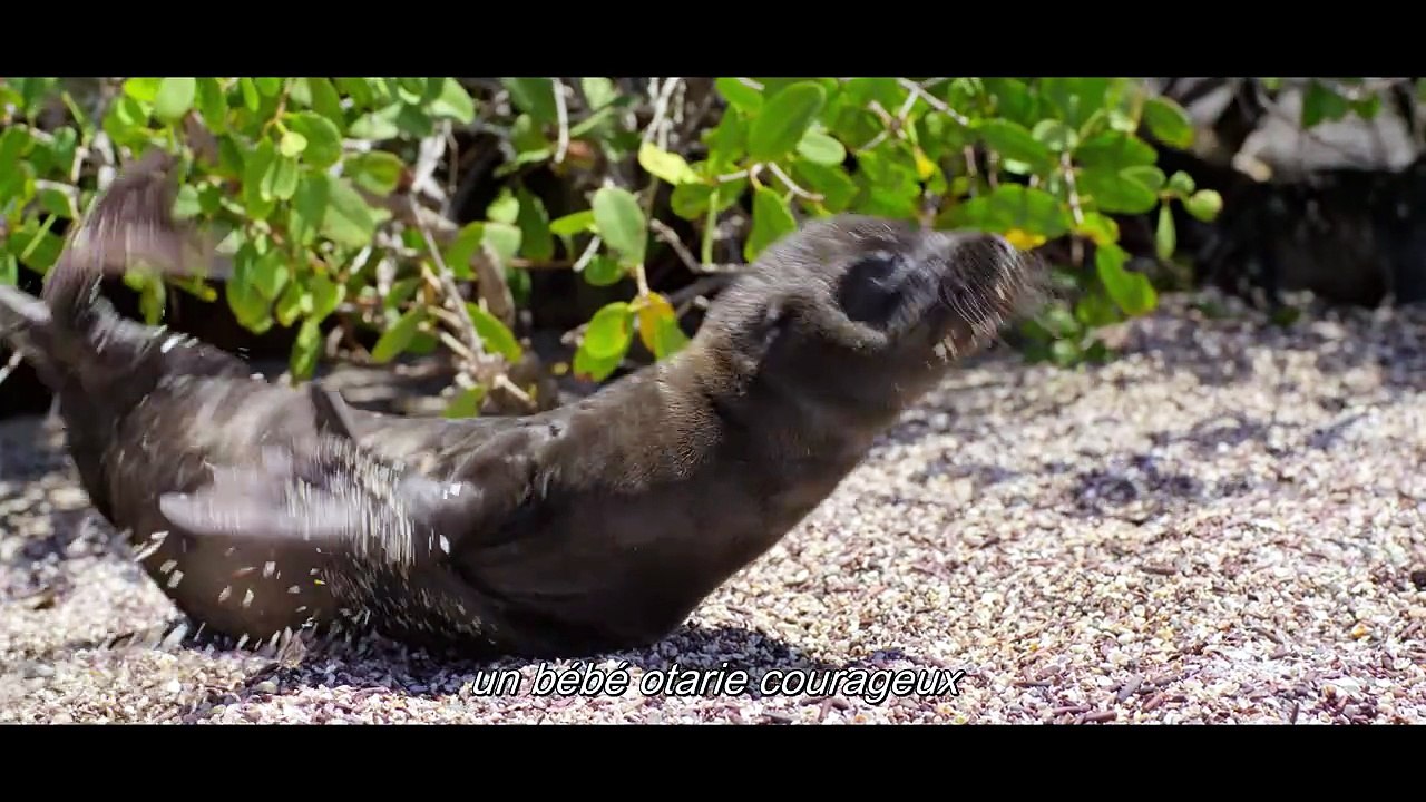 Otaries des Galápagos