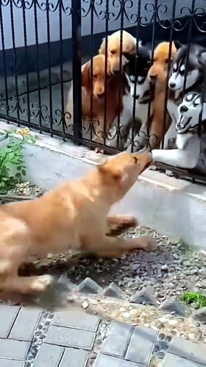 Funny Dogs