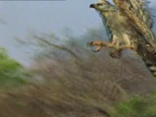 NATIONAL GEOGRAPHIC la vie privée d'un aigle.3