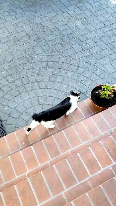 Backyard Top Team Meeting :) #cats #funnycats #...
