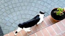 Backyard Top Team Meeting :) #cats #funnycats #catlovers