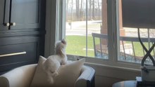 Adorable dog expresses joy by singing along to piano
