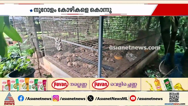 കണ്ണൂരിൽ കോഴി ഫാമിൽ തെരുവുനായ ആക്രമണം; നൂറോളം കോഴികളെ കൊന്നു