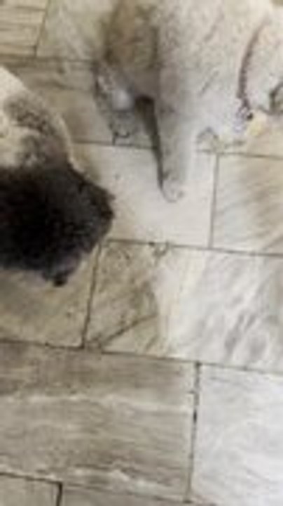 Three Little Dogs Eat Broccoli After Dinner