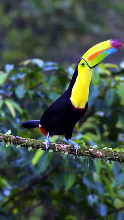Breathtaking Rainforest Moments: Stunning Keel-Billed Toucan Displays Its Vibrant Rainbow Beak Up Close