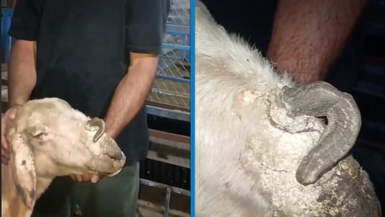 Burnunda boynuz çıkan keçi görenleri şaşırttı
