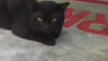 moody Black cat