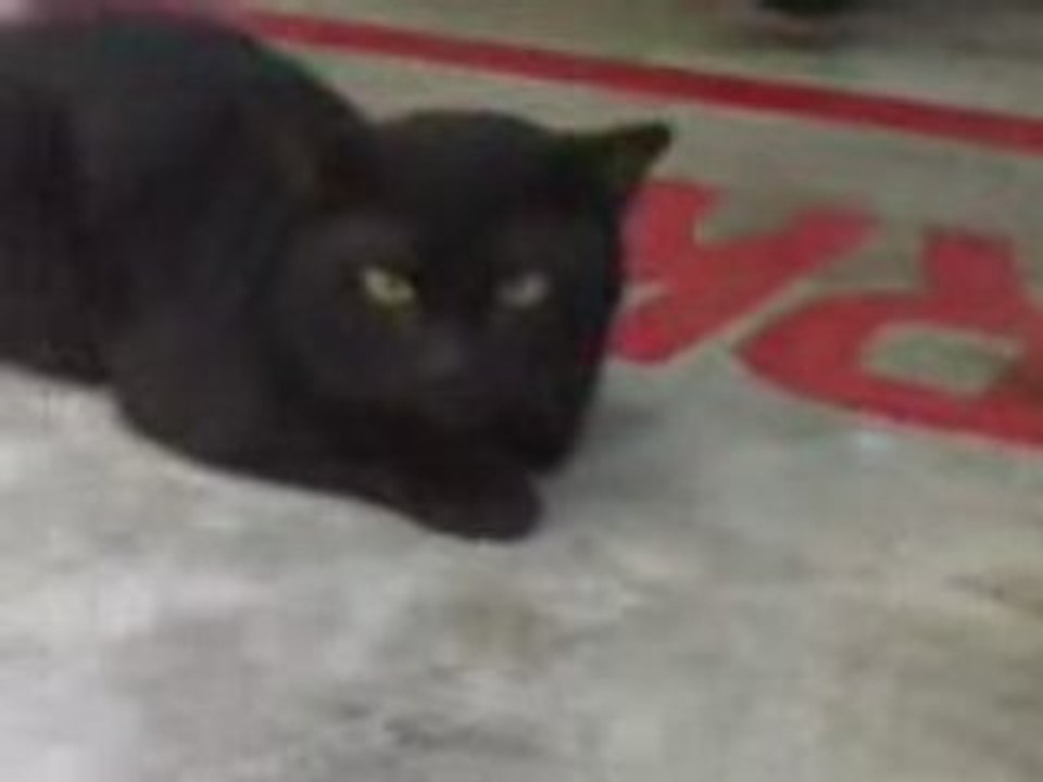 moody Black cat