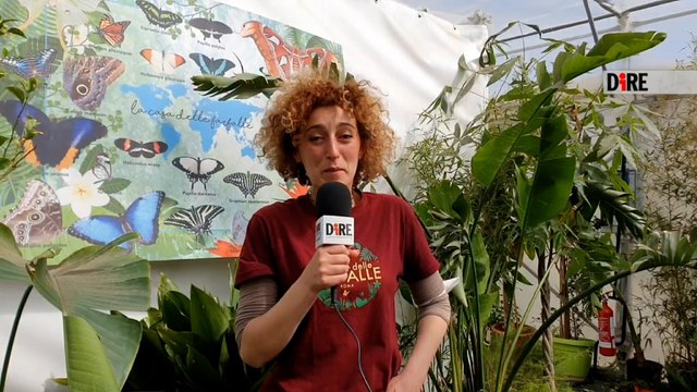 A Roma torna 'La casa delle farfalle', un viaggio tra la magia di 30 specie