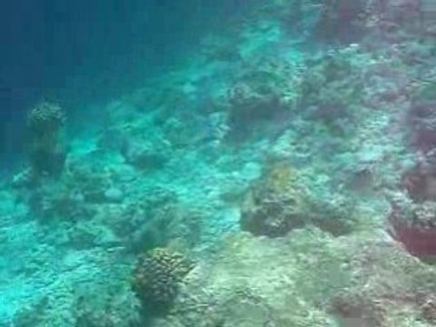 Maldives 2008 reethi beach resort Poissons longue duree 1