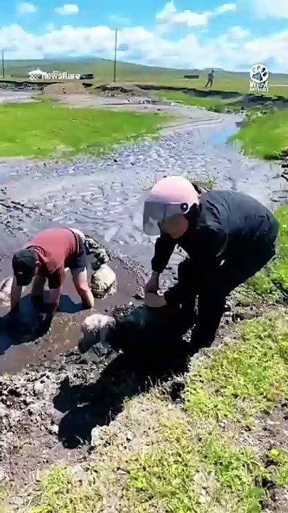 Friends unite to save 12 lambs trapped in mud 👏❤️#AnimalRescue #LambRescue #SheepRescue #RescueStory #AnimalLovers #WildlifeRescue #KindnessMatters #Hope #InspiringStories #Nature #FarmLife #SavingAnimals #Compassion #GoodNews #Heartwarming #ViralShorts