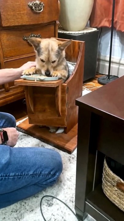 This Adorable High Chair Actually Saves Dogs' Lives ❤️🐾