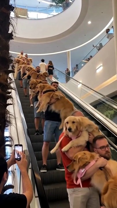 POV: You Accidentally Walk Into Golden Retriever Paradise 😭🐕💛