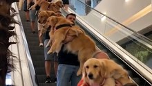 POV: You Accidentally Walk Into Golden Retriever Paradise 😭🐕💛