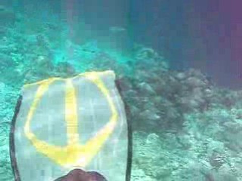 Maldives 2008 reethi beach resort Poissons longue 3 + ile