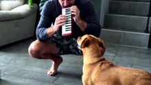 You'll Never Guess Why He Was Really Howling 😭🐶