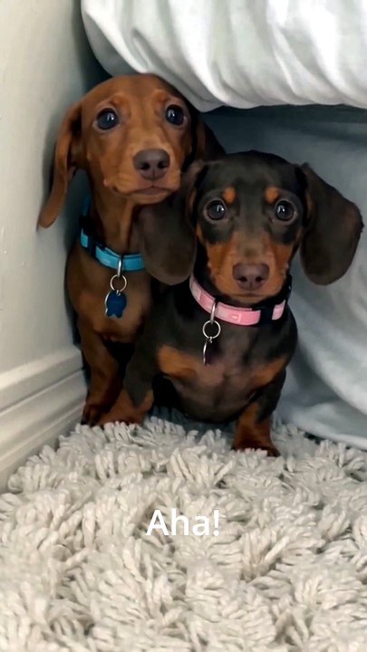 When Your Dogs Are TOO Good at Hide and Seek 😂🔔