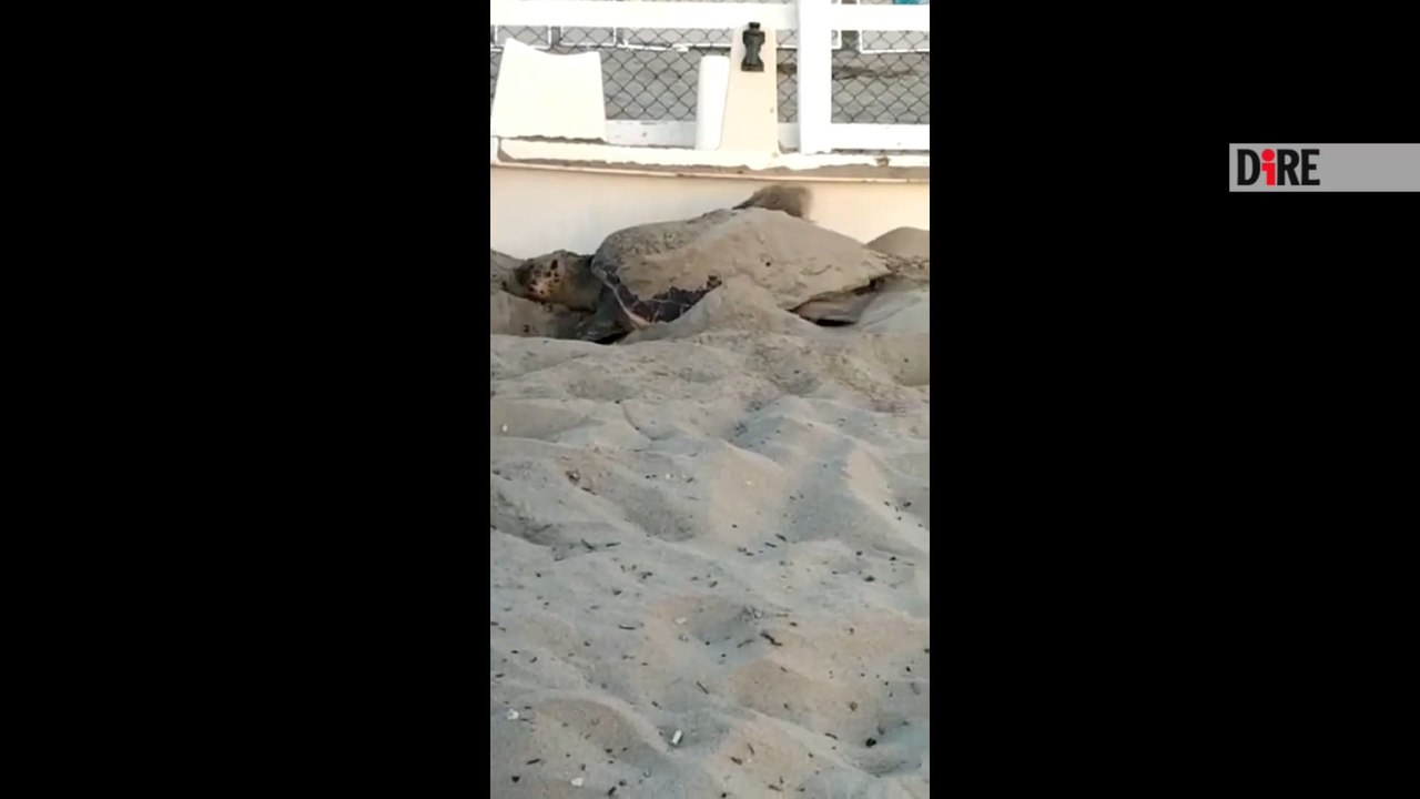 Caretta Caretta sceglie Tor San Lorenzo per deporre le uova