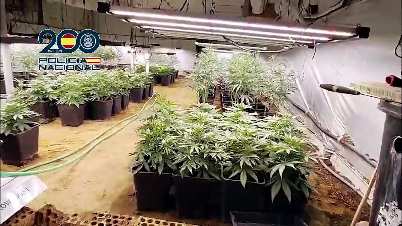 Perros, corzos y walabíes rescatados de una plantación de marihuana en Ciudad Real donde convivían con cadáveres
