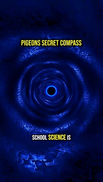 🤯 Pigeons' Secret Compass? 🧭