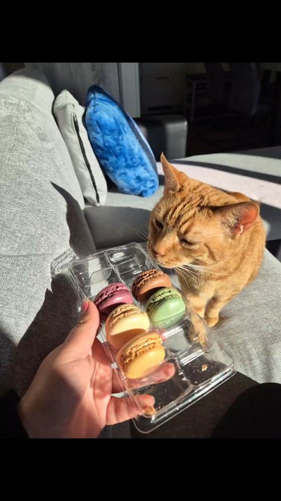 Mon chat tout mignon qui veut mes macarons