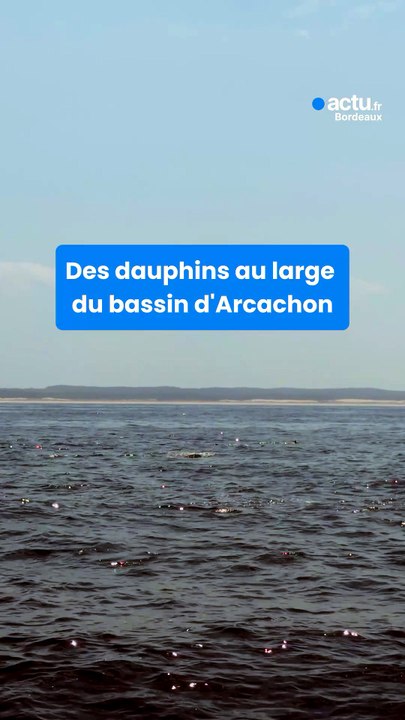 Des grands bancs de dauphins ont été observés au large du bassin d'Arcachon.