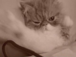 le chat au reveil !