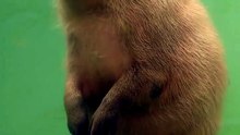 Un capybara fait ses besoins debout