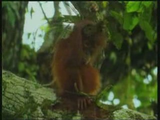 la vie privee des animaux . part 4 de 7