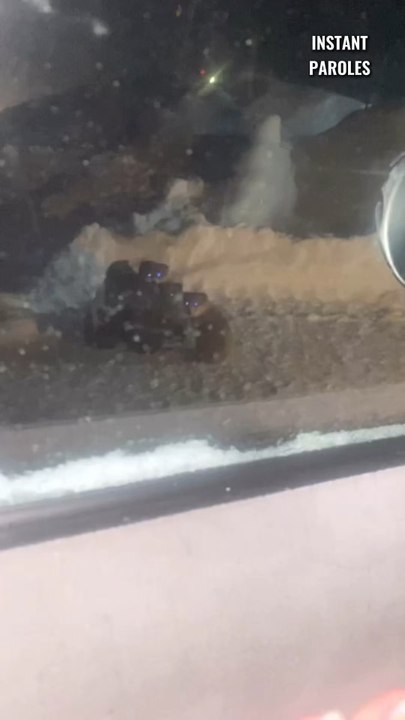 Cette femme se mobilise en voyant une chienne et ses chiots dans le froid