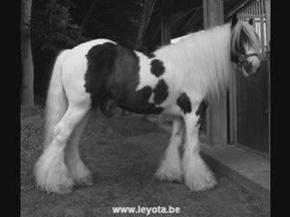 Les Irish Cob