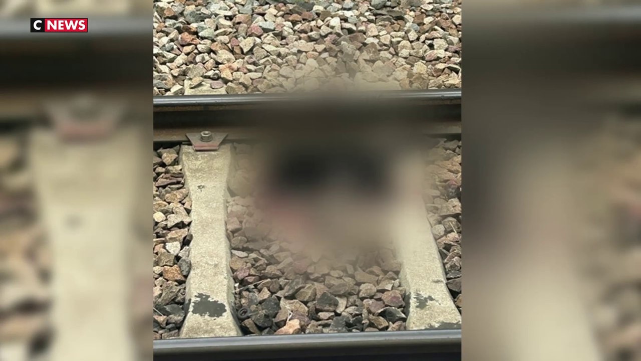 Paris : un chat décapité par un train Gare de Lyon