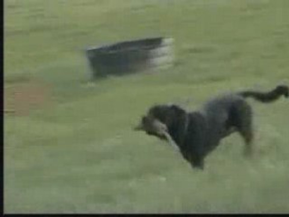 Elevage de la Haie des Copelins - Jeux