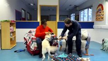 For the Love of Dogs with Alison Hammond S14E06