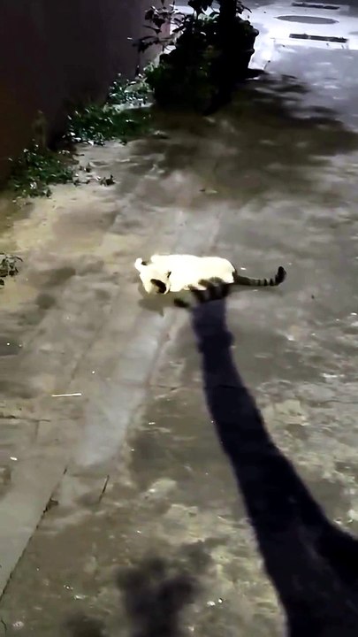 Petting the cat in Bluetooth style 🤏🐈