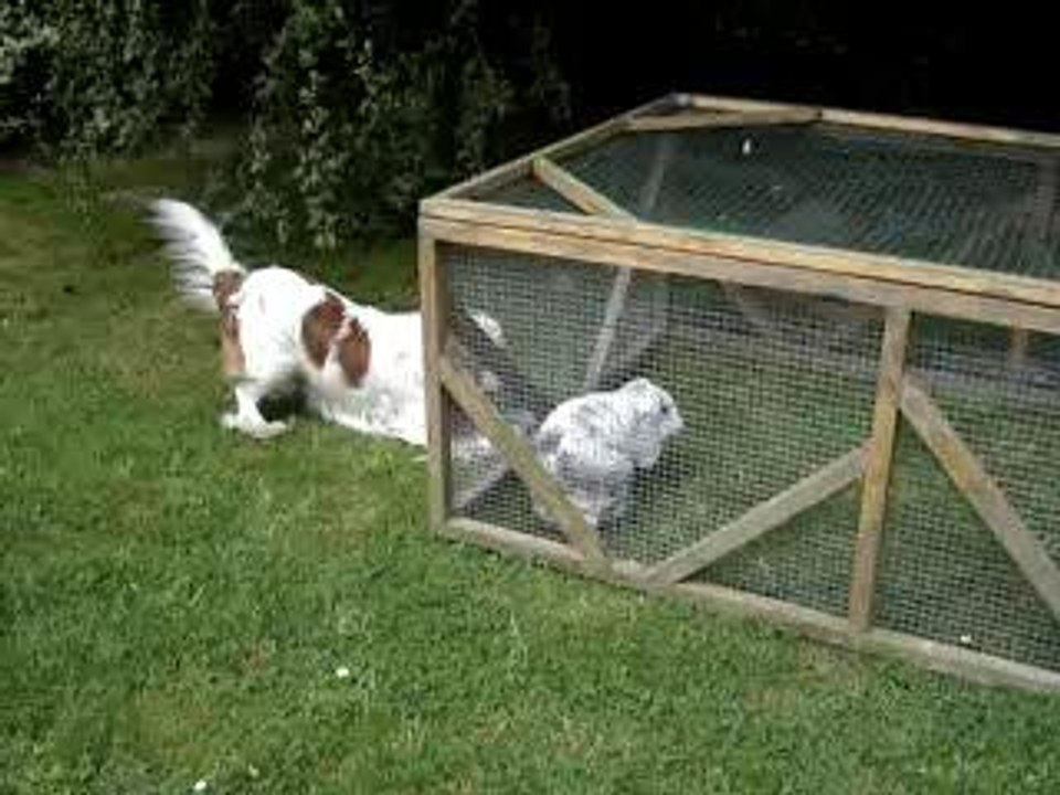 muf' & kuku découvrent la cage 2