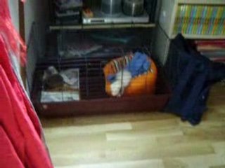 gaara fait des siennes quand on doit l'enfermer !