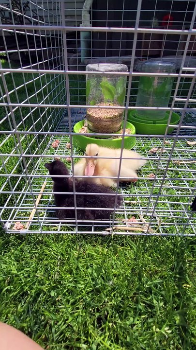 DVD getting the jitters out of nowhere for just a moment. | #SparklegleamFarm #DickVanDuck #DVD #MTM #MaryTylerMolt #farm #duck #farmanimals #soft #cute