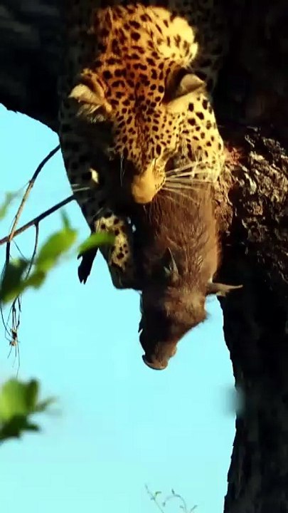Dramatic Safari Footage: Powerful Leopard Drops Heavy Warthog Prey And Leaps From High Tree