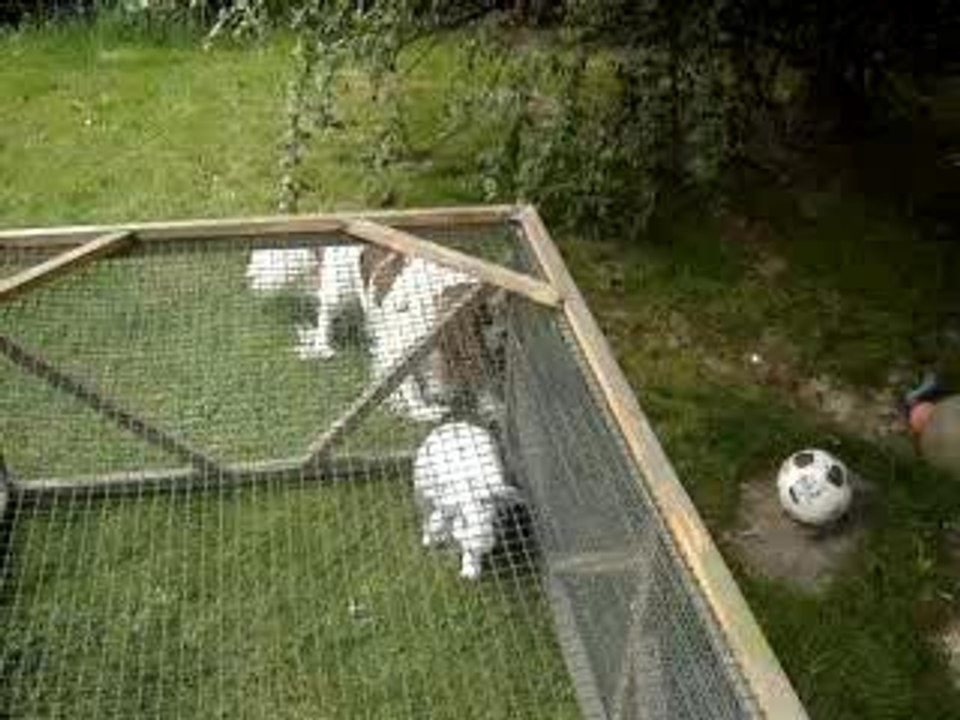 muf' & kuku découvrent la cage 1