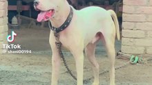 My dog