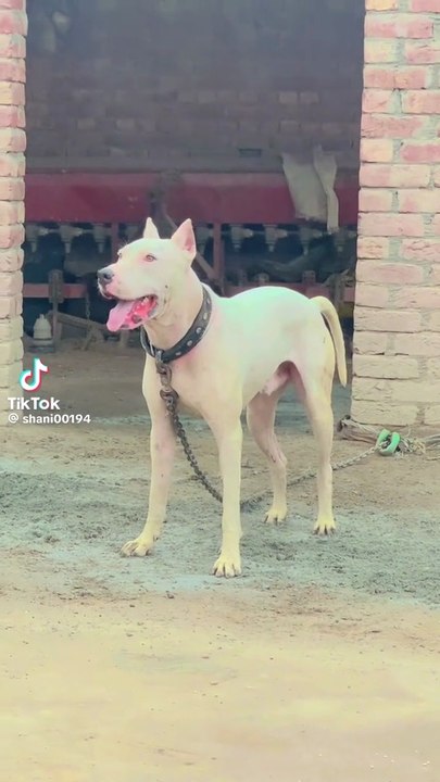 My dog