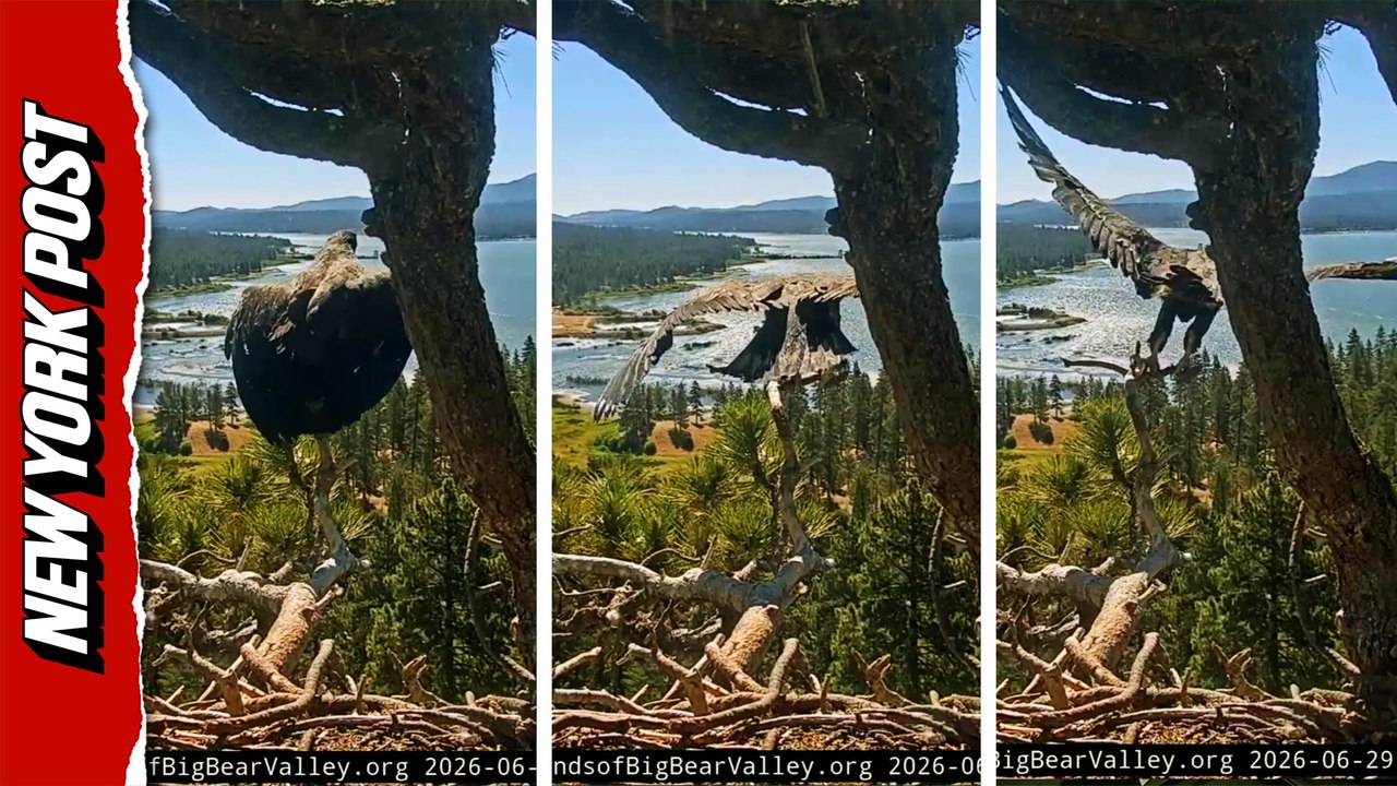 Bald Eagle Chick Soars on Incredible First Flight