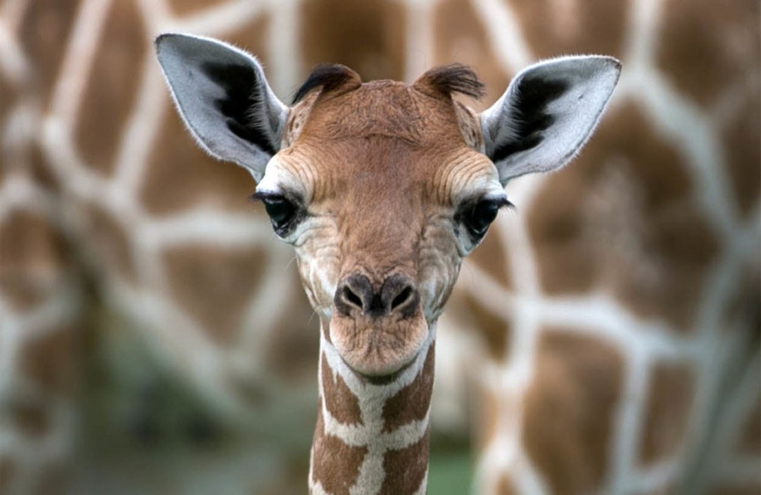 Giraffes are capable of basic maths, new study finds