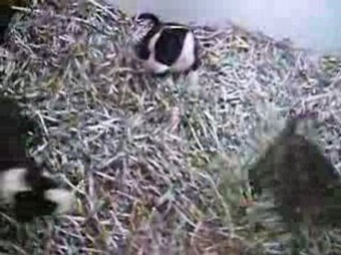 Vidéo du 28/06/08 des 3 soeurs à 6 semaines...