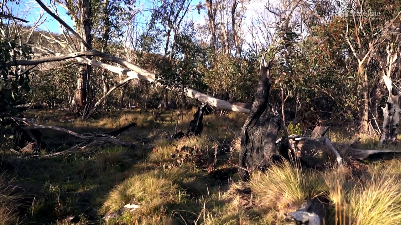 Namadgi National Park rangers apply climate change ‘first aid’ to help moss recover