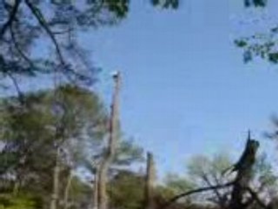 Miscrits Cheats, Guides and Exploits