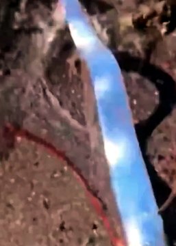 Pesce remo avvistato in Messico: si dice che sia segnale di presagi