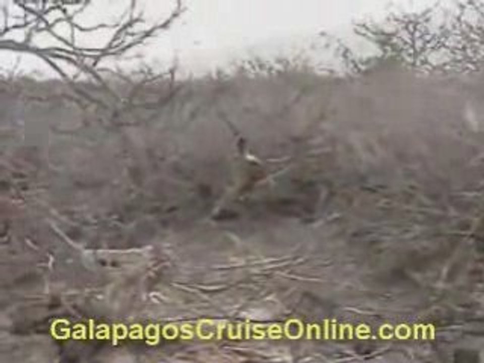 Galapagos Tours and Cruises Videos - Animals Wildlife