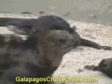 Galapagos Tours and Cruises Videos - Iguanas and Flamingos